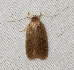 Agonopterix canadensis