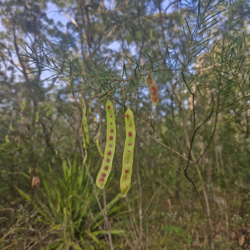Acacia linifolia, photograph 4