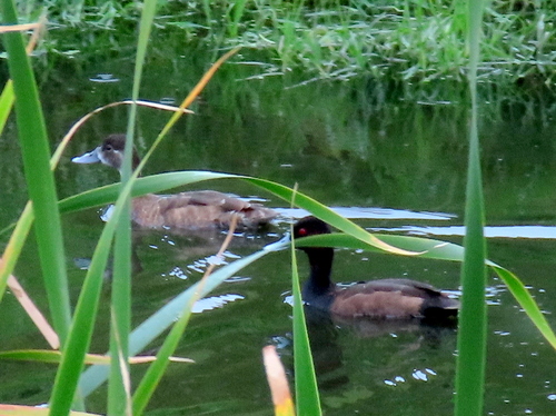 iNaturalist image