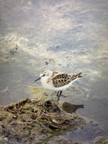 Little Stint
