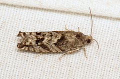 Pseudexentera spoliana