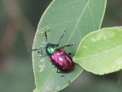 Platycorynus sauteri