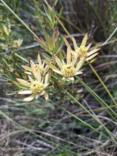Leucadendron lanigerum, photograph 1