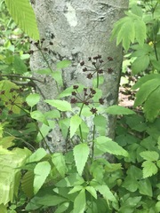Thaspium trifoliatum trifoliatum