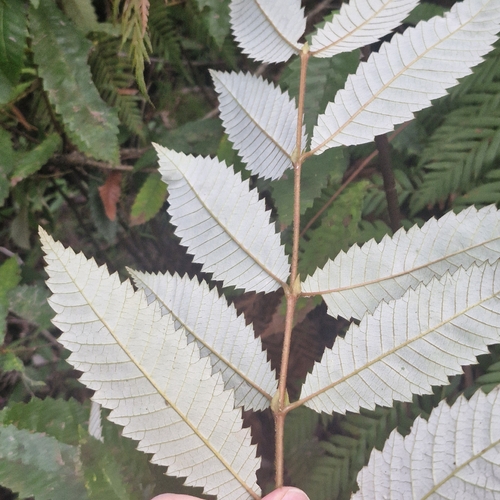 Callicoma serratifolia, photograph 2