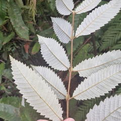 Callicoma serratifolia, photograph (c) ronavery, some rights reserved (CC BY)