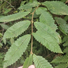 Callicoma serratifolia, photograph (c) ronavery, some rights reserved (CC BY)
