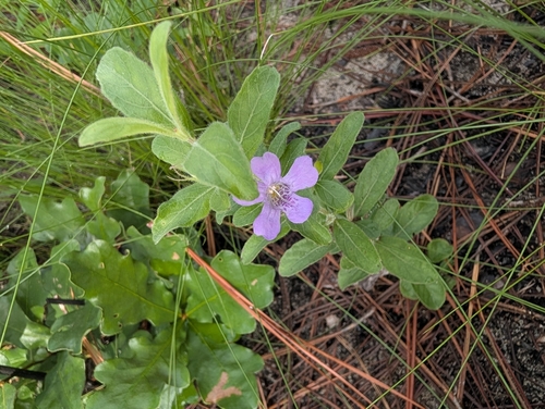 Dyschoriste oblongifolia