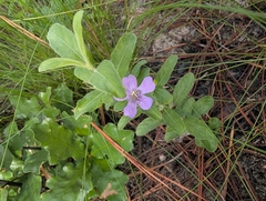 Dyschoriste oblongifolia