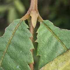 Callicoma serratifolia, photograph (c) ronavery, some rights reserved (CC BY)
