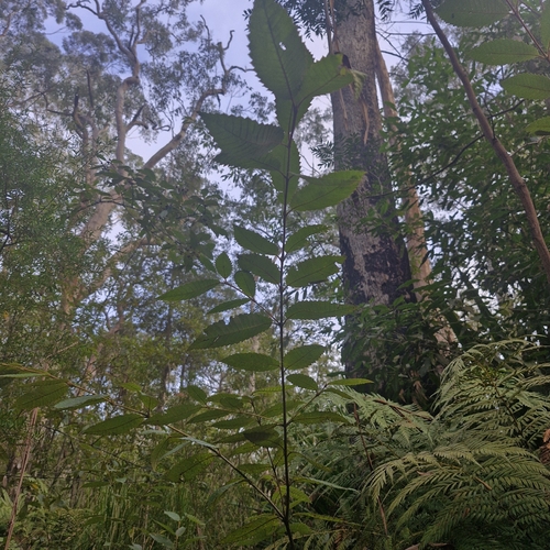 Callicoma serratifolia, photograph 5