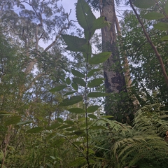 Callicoma serratifolia, photograph (c) ronavery, some rights reserved (CC BY)