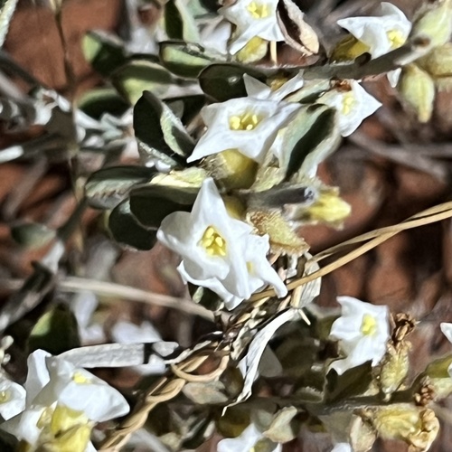 Bonamia erecta