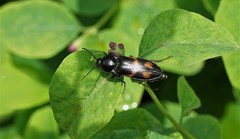 Selatosomus suckleyi