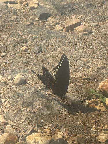 Spicebush Swallowtail