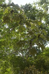 Cecropia longipes image