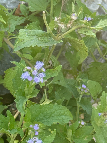 blue mistflower