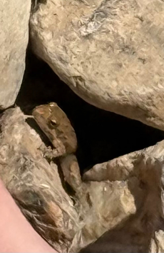 Blanchard's Cricket Frog