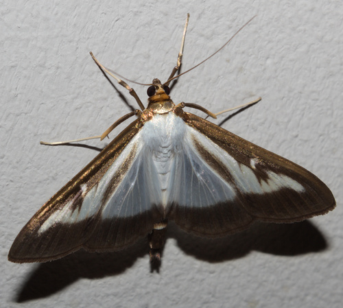 Box Tree Moth