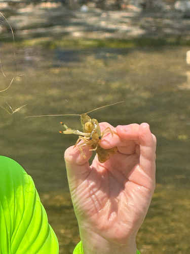 Ringed Crayfish