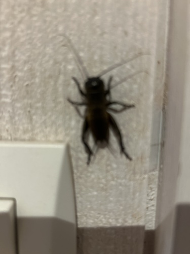 European Field Cricket