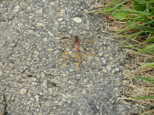 Saffron-winged Meadowhawk