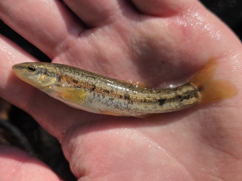 Western Blacknose Dace