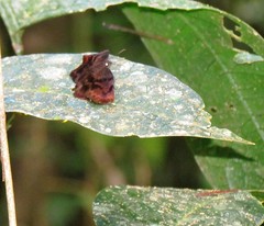 Achlyodes busirus