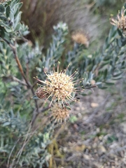 (c) douglaseustonbrown, some rights reserved (CC BY-SA) Leucospermum calligerum, photograph (c) douglaseustonbrown, some rights reserved (CC BY-SA)