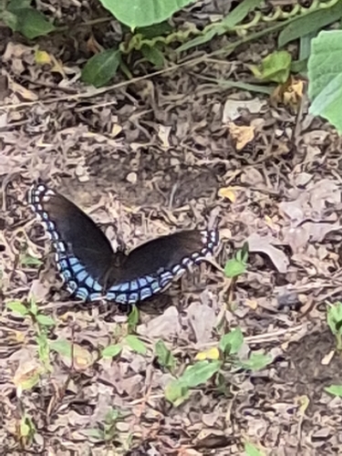 Red-spotted Admiral