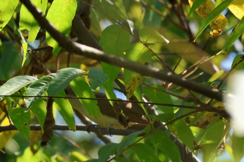 Black-billed Cuckoo observed by johnsond7
