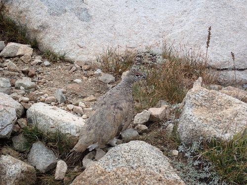 iNaturalist observation photo of White-tailed Ptarmigan