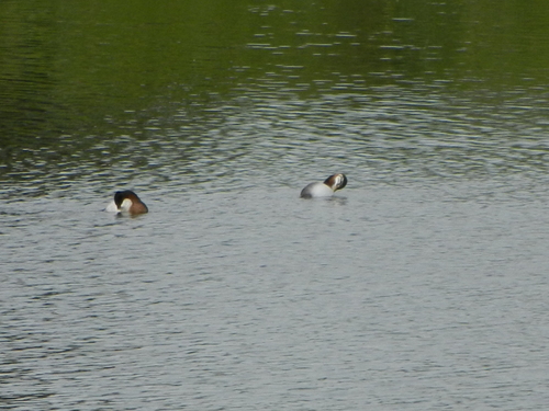 Red-necked Grebe