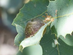 Andricus reticulatus