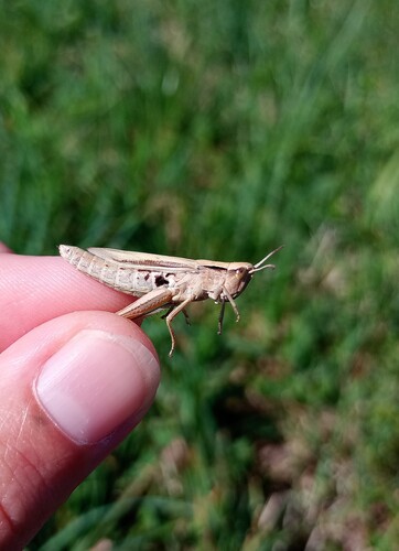 Lesser Marsh Grasshopper