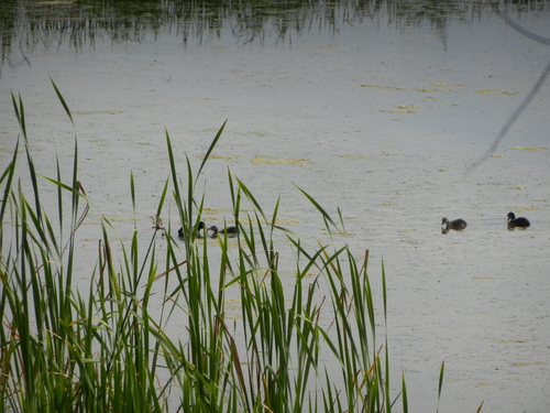 American Coot