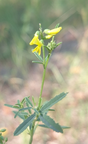 Melilotus altissimus, photograph 6