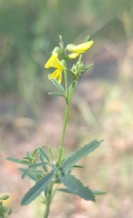 Melilotus altissimus, photograph (c) yellowplant, some rights reserved (CC BY)