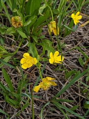 Ranunculus alismifolius