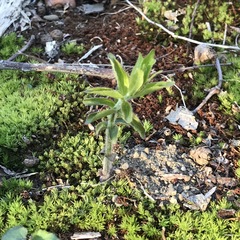 Lysimachia quadrifolia