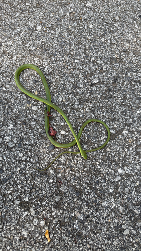 Rough Greensnake