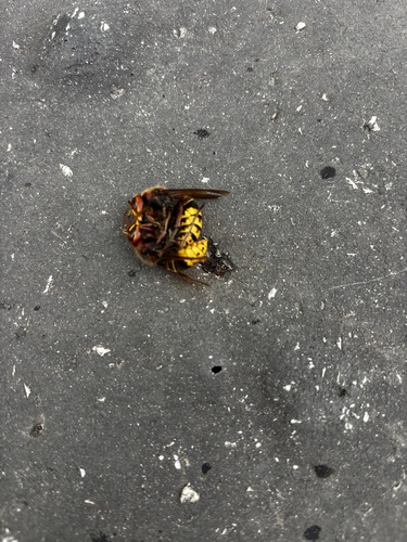 European Hornet