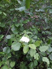 Viburnum ellipticum