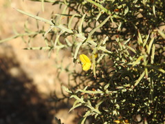 (c) Duarte Frade, some rights reserved (CC BY) Ulex argenteus, photograph (c) Duarte Frade, some rights reserved (CC BY)