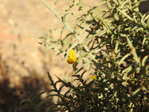 Ulex argenteus, photograph 3