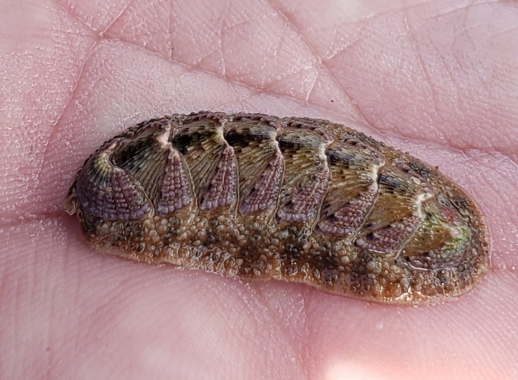 Ischnoplax pectinata