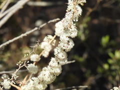 Asparagus albus, photograph (c) Duarte Frade, some rights reserved (CC BY)