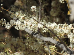 Asparagus albus, photograph (c) Duarte Frade, some rights reserved (CC BY)