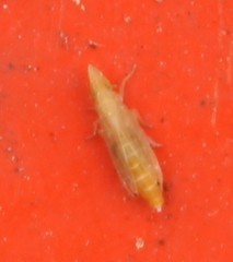 Neomegamelanus lautus