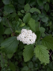 Viburnum ellipticum
